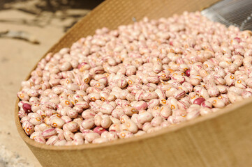 Sarconi beans is a type of bean widespread in Basilicata in southern Italy