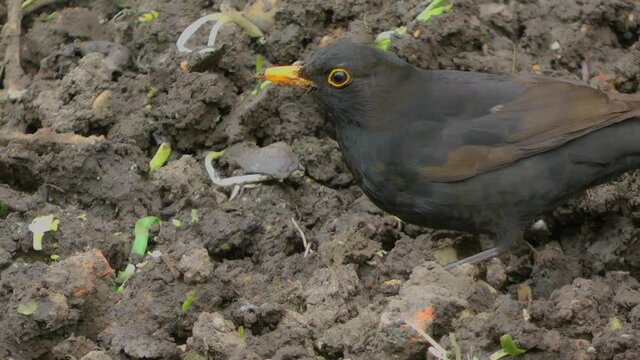 Common blackbird collecting insects from soil to feed to chicks.