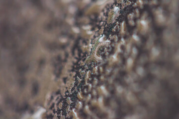 close up of a skin