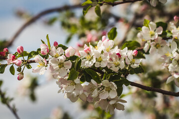 blooming tree