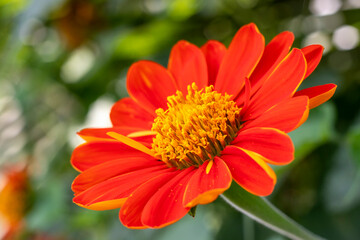 A vibrant blooming orange Mexican sunflower, Tithonia rotundifolia, flower on natural bright blurred green background, blooming in a sunny day in summer in Thailand.