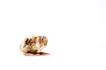 Newborn quail ball on white background.