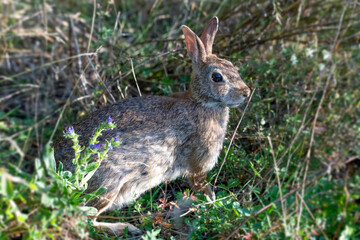 Naklejka na ściany i meble Eastern cottontail rabbit in the woods among green plants and weeds