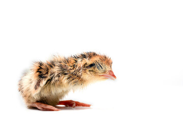 Newborn quail ball on white background.