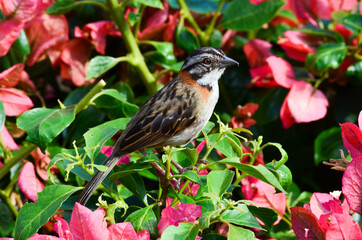 robin on a branch