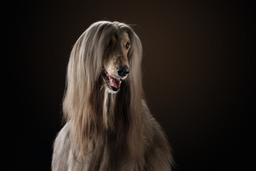 portrait of an Afghan hound on a black background. long-haired dog for excellent grooming