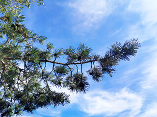 beautiful fluffy spruce branch with cones against a blue sky with white clouds