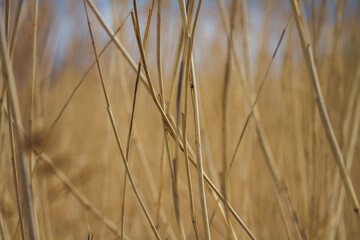 wheat field in the wind