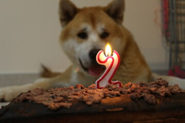 birthday cake with candles