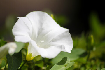 Close-up of a white flower