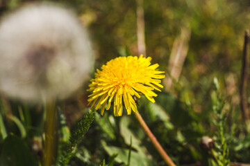 dandelion in the grass