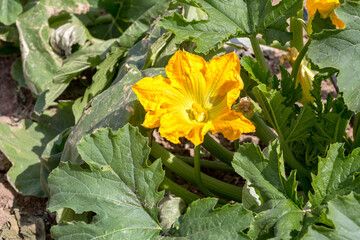 Growing zucchini in garden beds