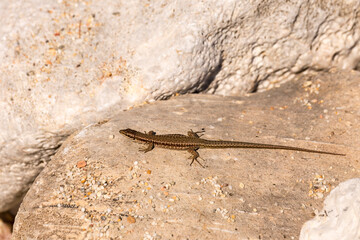Lizard (Podarcis peloponnesiacus) sitting on a stone close-up in a sunny day