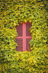 Wall with a closed window with red shutters covered and surrounded by yellow ivy leaves