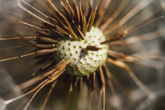 dandelion seed head © Oleksandr