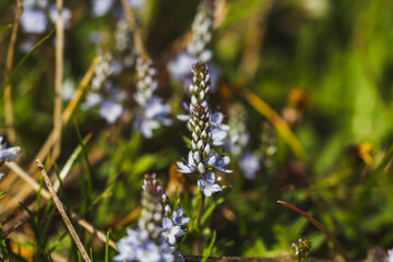 grass and flowers