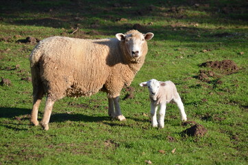 Obraz premium sheep and lamb