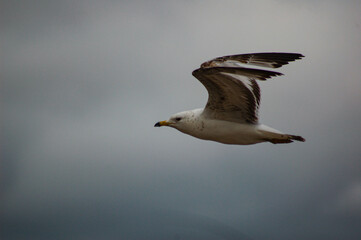 seagull in flight