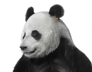 Portrait of Giant panda (Ailuropoda melanoleuca) on white background