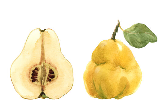 Beautiful set with watercolor hand drawn quince fruit. Stock illustration.