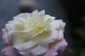 Fototapeta premium White rose