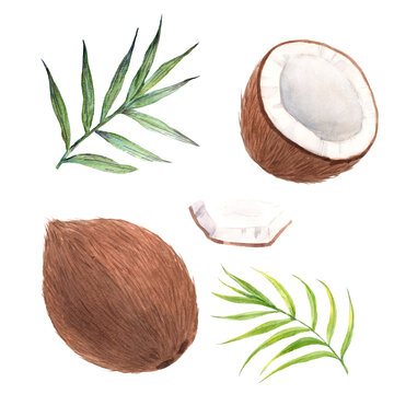 Beautiful set with watercolor hand drawn coconut fruit. Stock illustration.