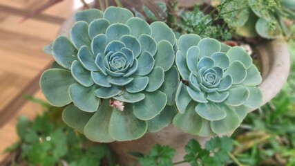 Flores, frutos, animais, céu, natureza, Flowers, fruits, animals, sky, nature