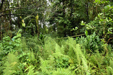 Lush green fern field in moonson
