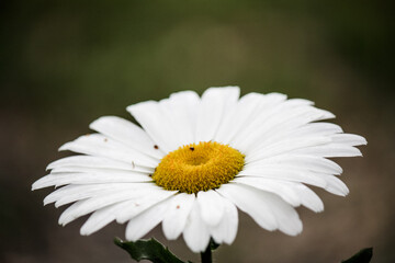 White daisy after a thunder storm