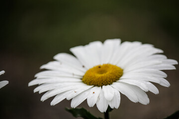 Fototapeta premium White daisy after a thunder storm