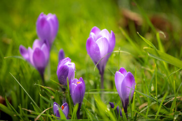 Obraz premium Crocus