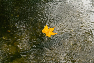 Autumn leaf floating in river