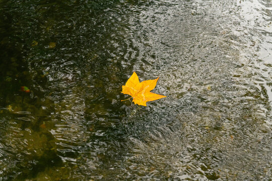 Autumn leaf floating in river - Powered by Adobe