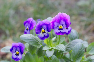 Violet pansy flower, closeup of blue pansy in the spring garden. Blurred background. Edible flowers.