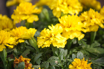 Solid yellow marigolds in the vegetable garden