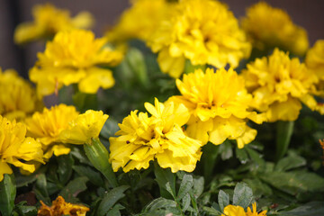 Solid yellow marigolds in the vegetable garden