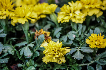 Solid yellow marigolds in the vegetable garden