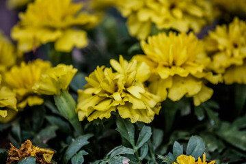 Solid yellow marigolds in the vegetable garden