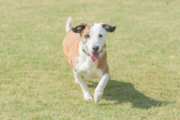 An action shot of a brown dog with a white face running in the grass towards the camera