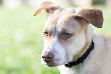 The face of a white and light brown dog with a determined look on its face