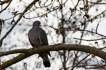 Dove Columbidae sits on the tree in the nest and enjoys the spring 