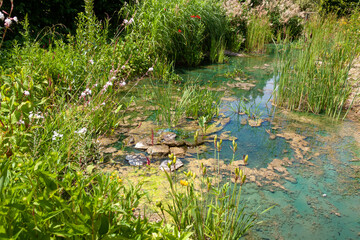 Aménagement d'une zone humide dans un jardin - bassin avec des lis d'eau, roseaux et plantes vertes dans une serre tropicale