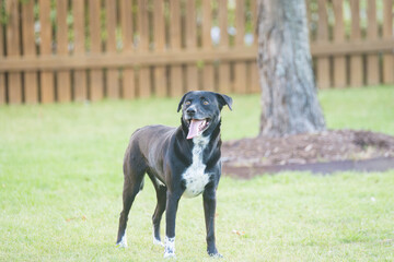 A pretty Labrador retriever mixed breed dog standing in the fenced in back yard 