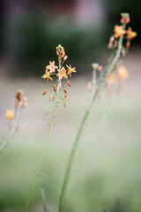 Little orange blossoms in the spring