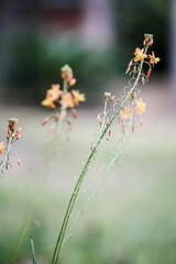 Little orange blossoms in the spring