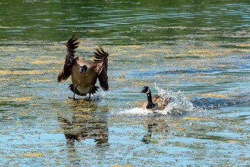 Canada geese (Branta canadensis) landing on a lake in spring
