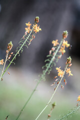 Little orange blossoms in the spring