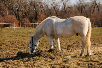 One white adult horse muzzle graze in meadow behind wooden fence, field in farm, portrait of horse...