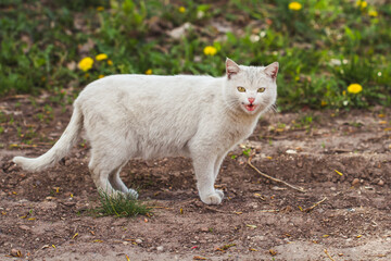 Naklejka na ściany i meble white cat on the meadow
