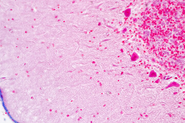 Education Spinal cord, Nerve, Cerebellum, Cortex and Motor Neuron Human under the microscope in Lab.
